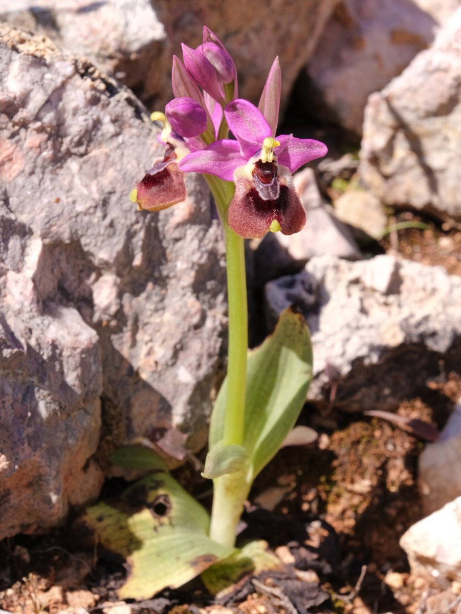 Ultime orchidee per quest''anno - Dalla Grecia con passione